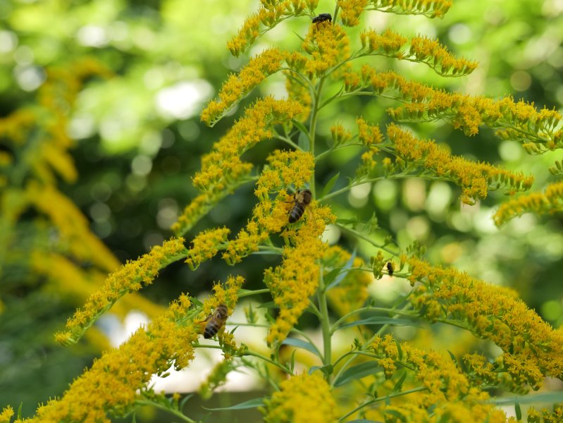 VERGE D'OR qui s'est invitée au jardin et revient chaque année pour faire plaisir aux insectes butineurs. La verge d'or, une plante médicinale aux multiples bienfaits. LISE JALOUX